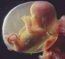 16 Tjedna trudnoće - placenta čine primarne