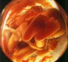 19 Tjedana trudna - što očekivati