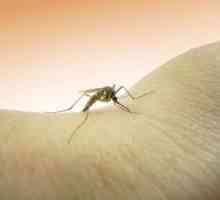 Alergične na ubode crnih muha: Što učiniti, nego liječiti?