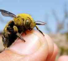 Alergije na ubod insekata - kako se očituje i kako liječiti?