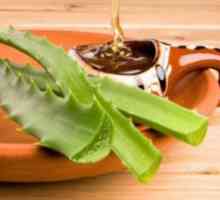 Aloe: narodne recepte