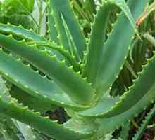 Aloe može pomoći kod erektilne disfunkcije