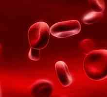 Ascaris u krvi - simptomi i načini zaraze