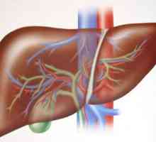 Liječenje jetre i žučnog mjehura narodnih lijekova.