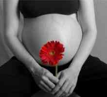 Postoje razdoblja tijekom trudnoće? A što to znači?