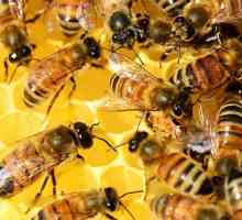 Ljekovita moć mrtvih pčela