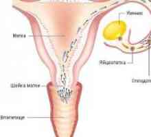 Koja veličina je jaje na ovulaciju?