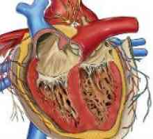 Prirođene bolesti srca i njihovi uzroci