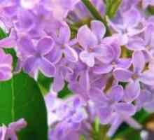 Lila cvijeće u narodnoj medicini: recepti