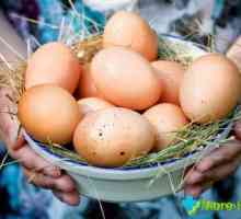 Cyroe jaje: sadržaj kalorija i njegove prednosti