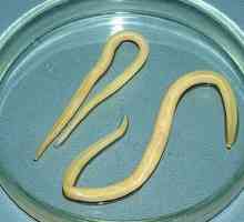 Gdje su roundworm: njihov razvoj