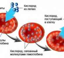Hemoglobin menstrualni 14
