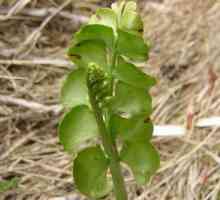 Botrychium Lunaria, ključ-trava
