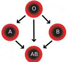 Krvna grupa (AB0): bit, definicija djeteta, kompatibilnost, što ne?