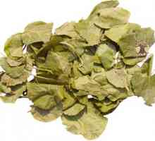 Zimzelena rotundifolia: terapijski učinak, korištenje i kontraindikacije
