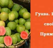 Guava i njen blagotvorni svojstva