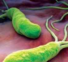 Helicobacter pylori: krvni test, brzina, dekodiranje