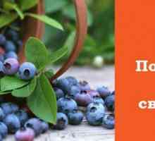 Saskatoon - korisna svojstva bobičastog voća, kao grožđe