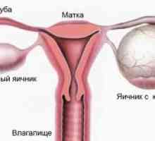 Jajnici tijekom menstruacije