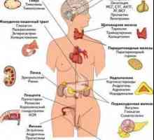 Endokrini sustav: njegova struktura, organa i rad funkcija