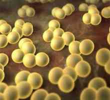 Kako se nositi sa Staphylococcus aureus u crijevima?