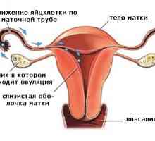 Kako izračunati mjesečnu ovulaciju?
