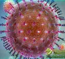 Kako pokazuju simptome svinjske gripe u čovjeku i što učiniti kada zaražena