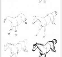 Kako nacrtati konja olovku: 20 lekcije u fazama