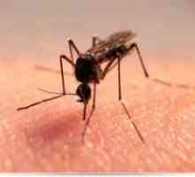 Kako pobjeći od komaraca narodnih lijekova doma