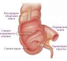 Funkcije i crijevo uređaj u ljudskom tijelu