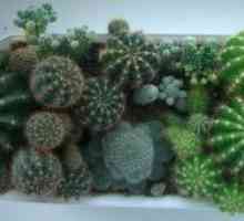 Kaktus: korisna svojstva. Upotreba kaktusa u narodnoj medicini