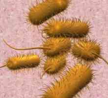 Klostridije u analizi na dysbacteriosis: opasno povećanje razine bakterija?