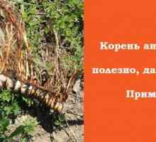 Calamus korijen - dar za tatarski-mongolskog Rusiji