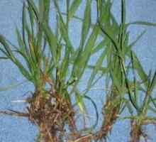 Korijen wheatgrass: ljekovita svojstva, indikacije za primjenu