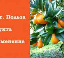 Patuljasta naranča. korisna svojstva