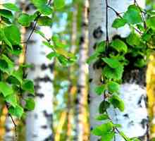 Ljekovita svojstva breze