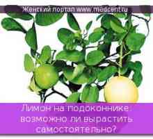 Limun na prozorskoj dasci: Je li moguće da raste svoj vlastiti?