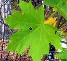 Maple lišće - ljekovita svojstva, indikacije za uporabu, recepti