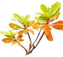 Tea stablo ulje za liječenje rinitisa