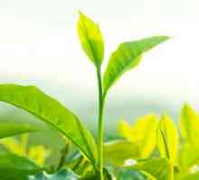 Tea Tree Oil za prehlade