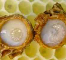 Royal pčela mliječ zastrašujuće bolesti i lijekove lako!