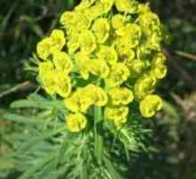 Euphorbia: korisna svojstva. Korištenje mlječika, korištenje pravila, recepti
