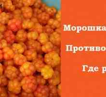 Močvarna jagoda - korisna svojstva sjevernog Orange