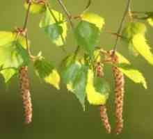 Infuzija breze pupoljaka: korisna svojstva, primjena pravila