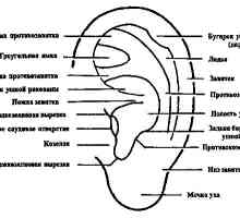 Opis strukture ljudskog uha