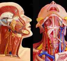 Značajke celulitis na vratu i načelo da liječenje