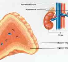 Akutna insuficijencija nadbubrežne žlijezde (akutni gipokortitsizm)