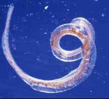 Parazit whipworm: Što je opasno za čovjeka