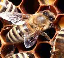 Pčelinji polen - jedinstveni način mnoge bolesti