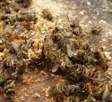 Pčelinji Podmore: korisne ili štetne za neobičan kolekcije?